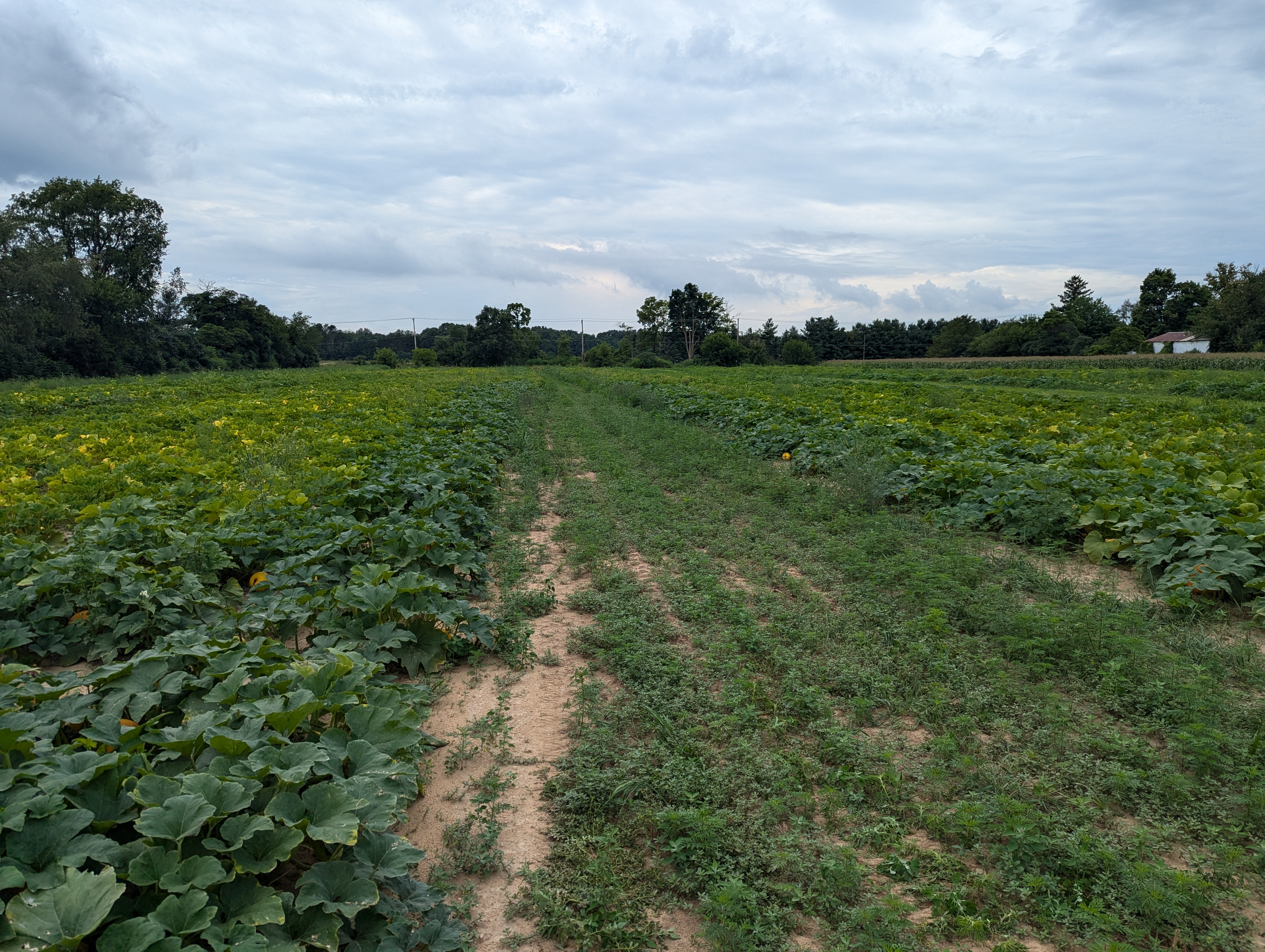 A field with vegetable crops and a drive lane.